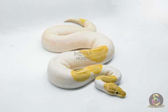 4145 1.0 BANANA PINTO PIEBALD - Image 2