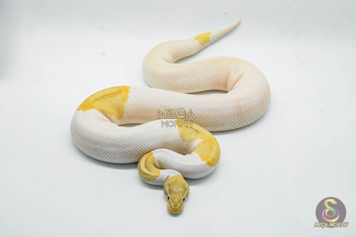 4145 1.0 BANANA PINTO PIEBALD - Image 3