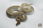 4149 0.1 ENCHI MOJAVE PIEBALD