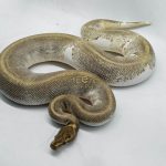 4149 0.1 ENCHI MOJAVE PIEBALD