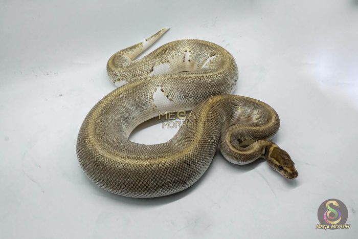 4149-2-1.jpg 4149 0.1 ENCHI MOJAVE PIEBALD - Image 2