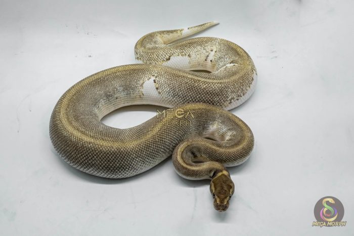 4149-3-1.jpg 4149 0.1 ENCHI MOJAVE PIEBALD - Image 3