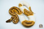 4150 0.1 ENCHI PASTEL PIEBALD (Proven breeder)