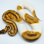 4150 0.1 ENCHI PASTEL PIEBALD (Proven breeder)