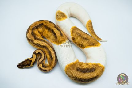 4150 0.1 ENCHI PASTEL PIEBALD (Proven breeder)
