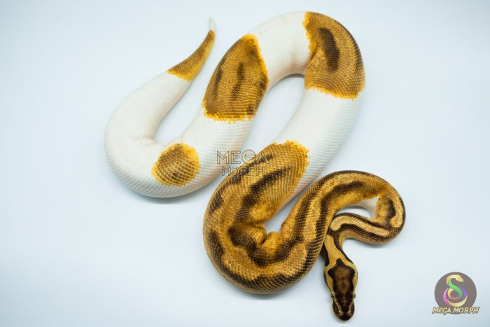 4150 0.1 ENCHI PASTEL PIEBALD (Proven breeder) - Image 2