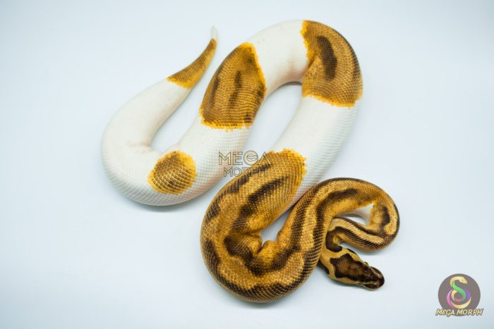 4150 0.1 ENCHI PASTEL PIEBALD (Proven breeder) - Image 3