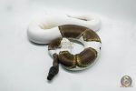 4155 0.1 GHI MOJAVE PIEBALD