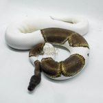 4155 0.1 GHI MOJAVE PIEBALD
