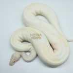 4161 0.1 IVORY PIEBALD (Proven breeder)
