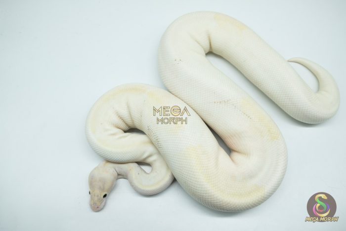 4161 0.1 IVORY PIEBALD (Proven breeder) - Image 3