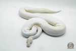 4162 1.0 IVORY PIEBALD
