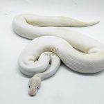 4162 1.0 IVORY PIEBALD