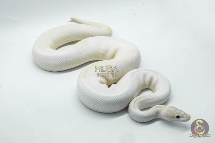 4162 1.0 IVORY PIEBALD - Image 2