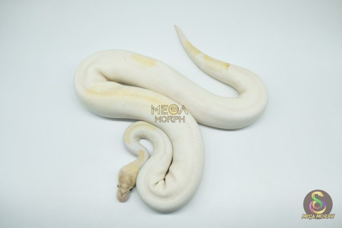 4162 1.0 IVORY PIEBALD - Image 3