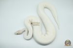 4166 0.1 IVORY PIEBALD