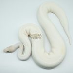 4166 0.1 IVORY PIEBALD