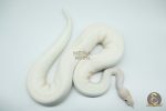 4166 0.1 IVORY PIEBALD - Image 2