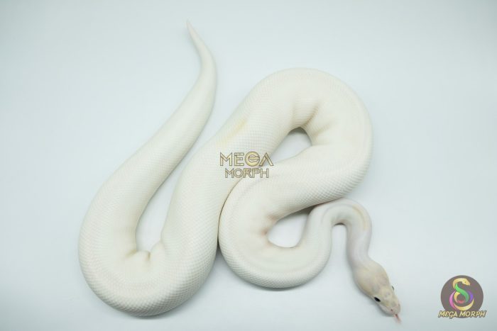 4166 0.1 IVORY PIEBALD - Image 2