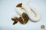 4181 0.1 PINTO PIEBALD