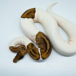 4181 0.1 PINTO PIEBALD