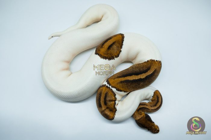 4181 0.1 PINTO PIEBALD - Image 2