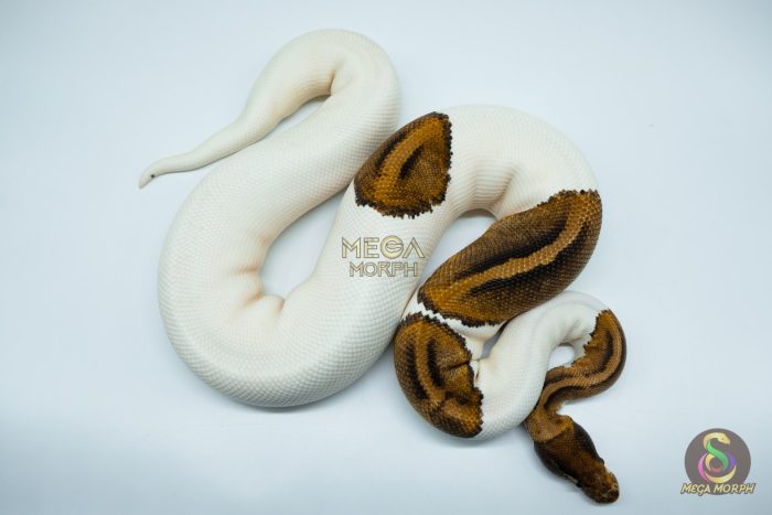 4181 0.1 PINTO PIEBALD - Image 3