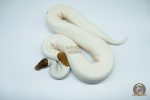 4183 0.1 PINTO PIEBALD (Proven breeder)