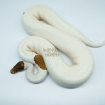 4183 0.1 PINTO PIEBALD (Proven breeder)