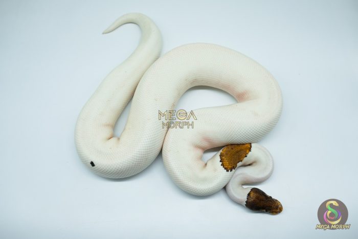 4183 0.1 PINTO PIEBALD (Proven breeder) - Image 2