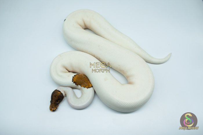 4183 0.1 PINTO PIEBALD (Proven breeder) - Image 3