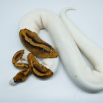 4184 0.1 PINTO PIEBALD FANCY (Proven breeder)