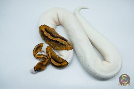 4184 0.1 PINTO PIEBALD FANCY (Proven breeder)