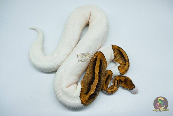 4184 0.1 PINTO PIEBALD FANCY (Proven breeder) - Image 3