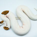 4186 0.1 PINTO PIEBALD WHITE HEAD