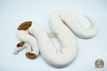 4186 0.1 PINTO PIEBALD WHITE HEAD - Image 3