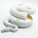 4187 1.0 PINTO PIEBALD WHITE HEAD