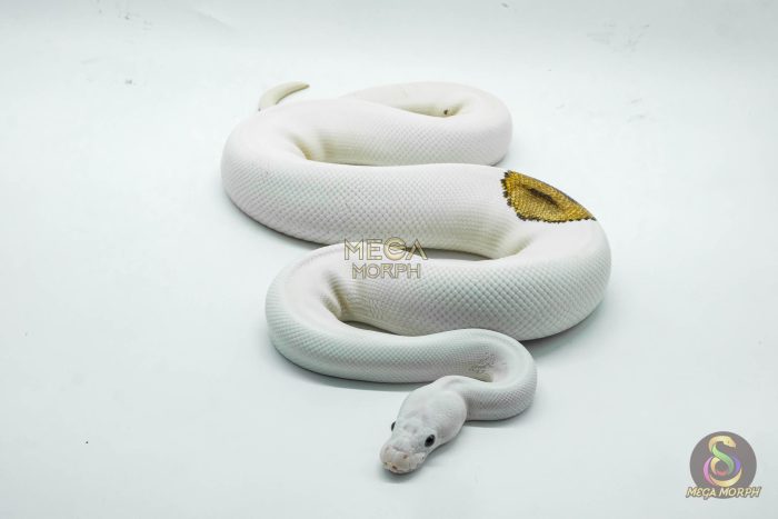 4187-3-1.jpg 4187 1.0 PINTO PIEBALD WHITE HEAD - Image 3