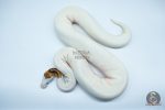 4191 0.1 PINTO PIEBALD WHITE HEAD (Proven breeder)