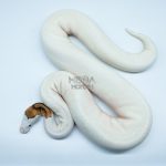 4191 0.1 PINTO PIEBALD WHITE HEAD (Proven breeder)