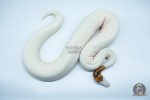 4191 0.1 PINTO PIEBALD WHITE HEAD (Proven breeder) - Image 2