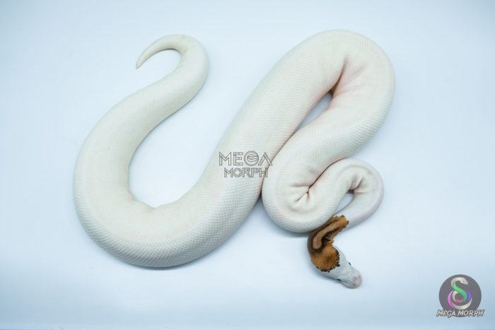 4191 0.1 PINTO PIEBALD WHITE HEAD (Proven breeder) - Image 2