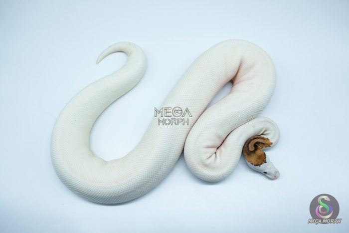 4191 0.1 PINTO PIEBALD WHITE HEAD (Proven breeder) - Image 3