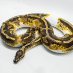 4204 0.1 YELLOW BELLY GENE X PIEBALD (Proven breeder)