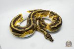 4204 0.1 YELLOW BELLY GENE X PIEBALD (Proven breeder) - Image 2