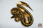 4204 0.1 YELLOW BELLY GENE X PIEBALD (Proven breeder) - Image 3