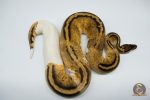 4212 0.1 PASTEL GRAVEL OR YELLOW BELLY PIEBALD