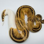 4212 0.1 PASTEL GRAVEL OR YELLOW BELLY PIEBALD