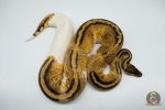 4212 0.1 PASTEL GRAVEL OR YELLOW BELLY PIEBALD - Image 2