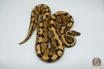 4221 1.0 SPOTNOSE YELLOW BELLY REDSTRIPE